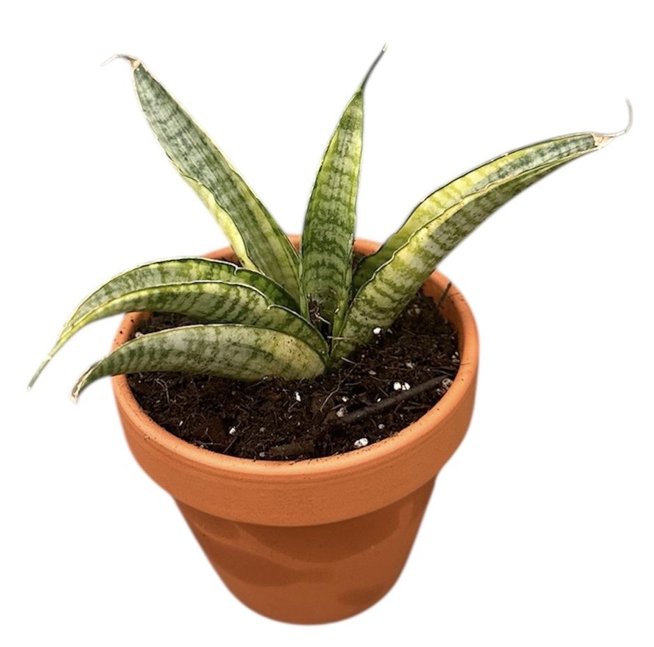 Горшечные цветы и растения оптом Sansevieria Gabriella Variegata от 1шт (для телеги) из Голландии с доставкой по России