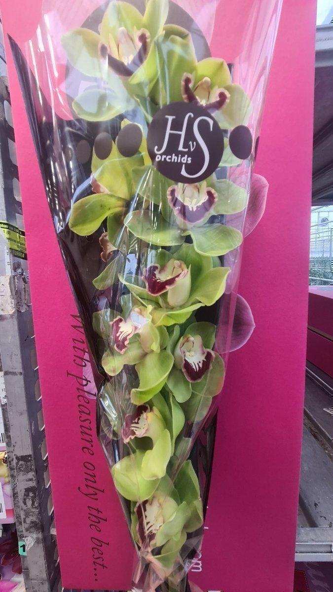 Срезанные цветы оптом Cymbidium green valley zenith mokorua от 6шт из Голландии с доставкой по России