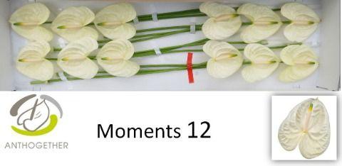Срезанные цветы оптом Anthurium moments от 12шт. из Голландии с доставкой по России