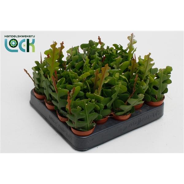 Горшечные цветы и растения оптом Epiphyllum Anguliger от 20шт (для телеги) из Голландии с доставкой по России