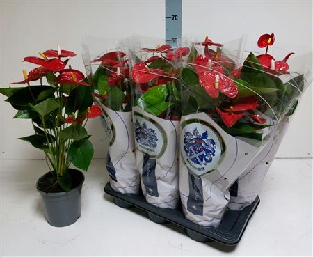 Горшечные цветы и растения оптом Anthu A Jambo Red 8+ ++++++++ от 6шт из Голландии с доставкой по России