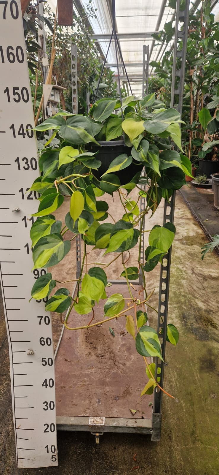 Горшечные цветы и растения оптом Philodendron Brazil Hangpot от 2шт из Голландии с доставкой по России