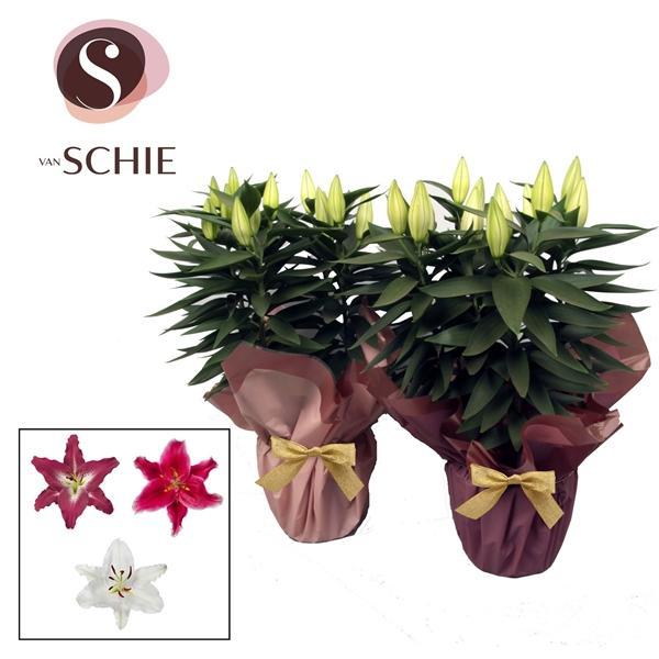 Горшечные цветы и растения оптом Lilium Or Mix 5pp Rondella Blush от 5шт из Голландии с доставкой по России