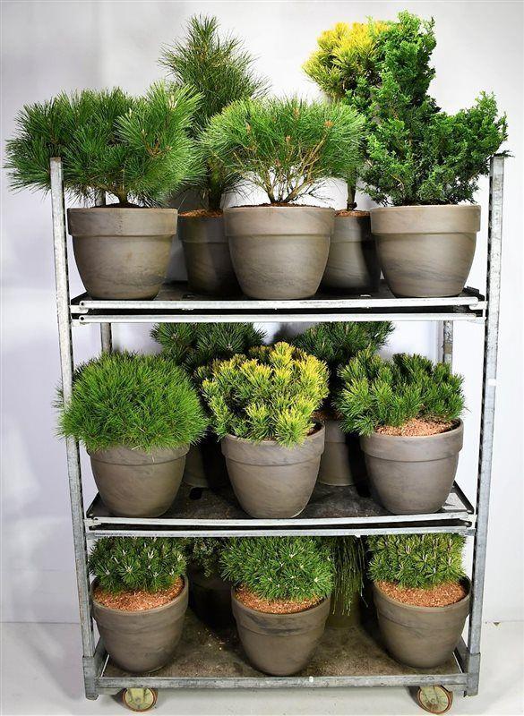 Горшечные цветы и растения оптом Coniferen Gemengd In Keramiek от 1шт из Голландии с доставкой по России