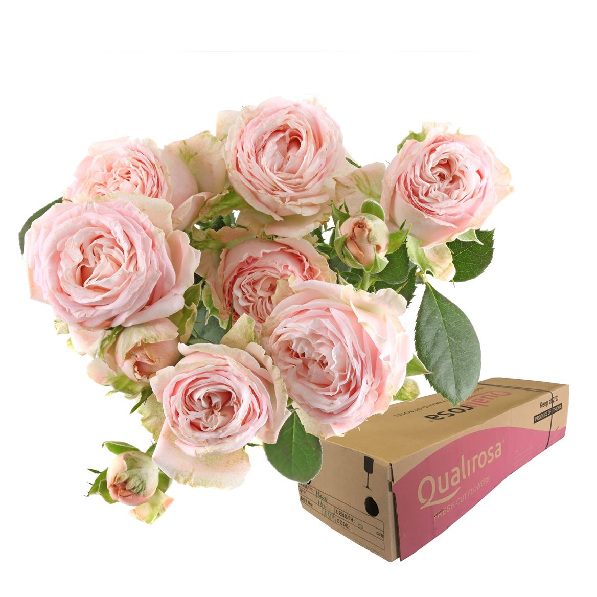 Срезанные цветы оптом Rosa spray bombastic от 260шт из Голландии с доставкой по России