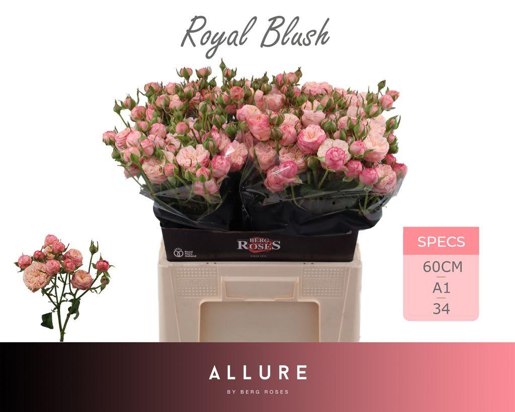 Срезанные цветы оптом Rosa spray royal blush от 30шт из Голландии с доставкой по России
