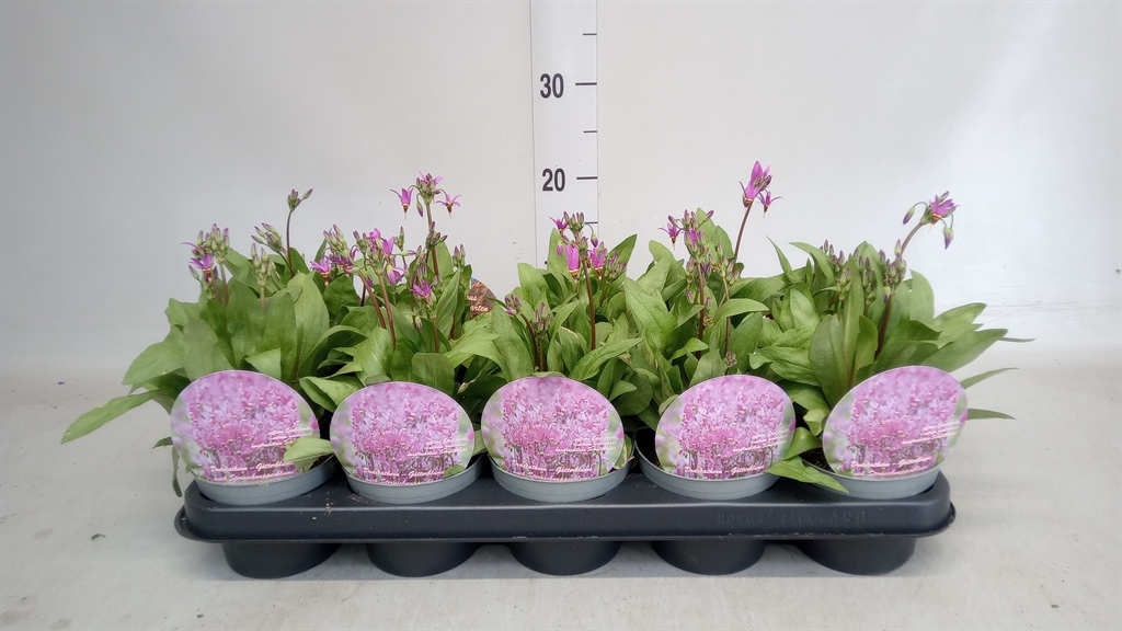 Горшечные цветы и растения оптом Dodecatheon Meadia от 10шт из Голландии с доставкой по России