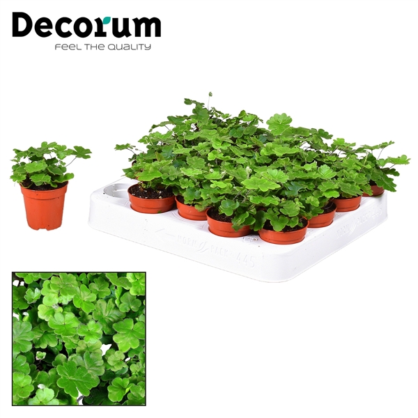 Горшечные цветы и растения оптом Dryopteris Cordata (decorum) от 20шт из Голландии с доставкой по России