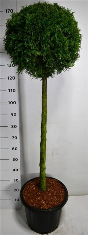 Горшечные цветы и растения оптом Thuja Occ Smaragd On Stem от 1шт из Голландии с доставкой по России