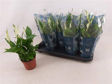 Горшечные цветы и растения оптом Spath Bellini 8+ от 9шт из Голландии с доставкой по России