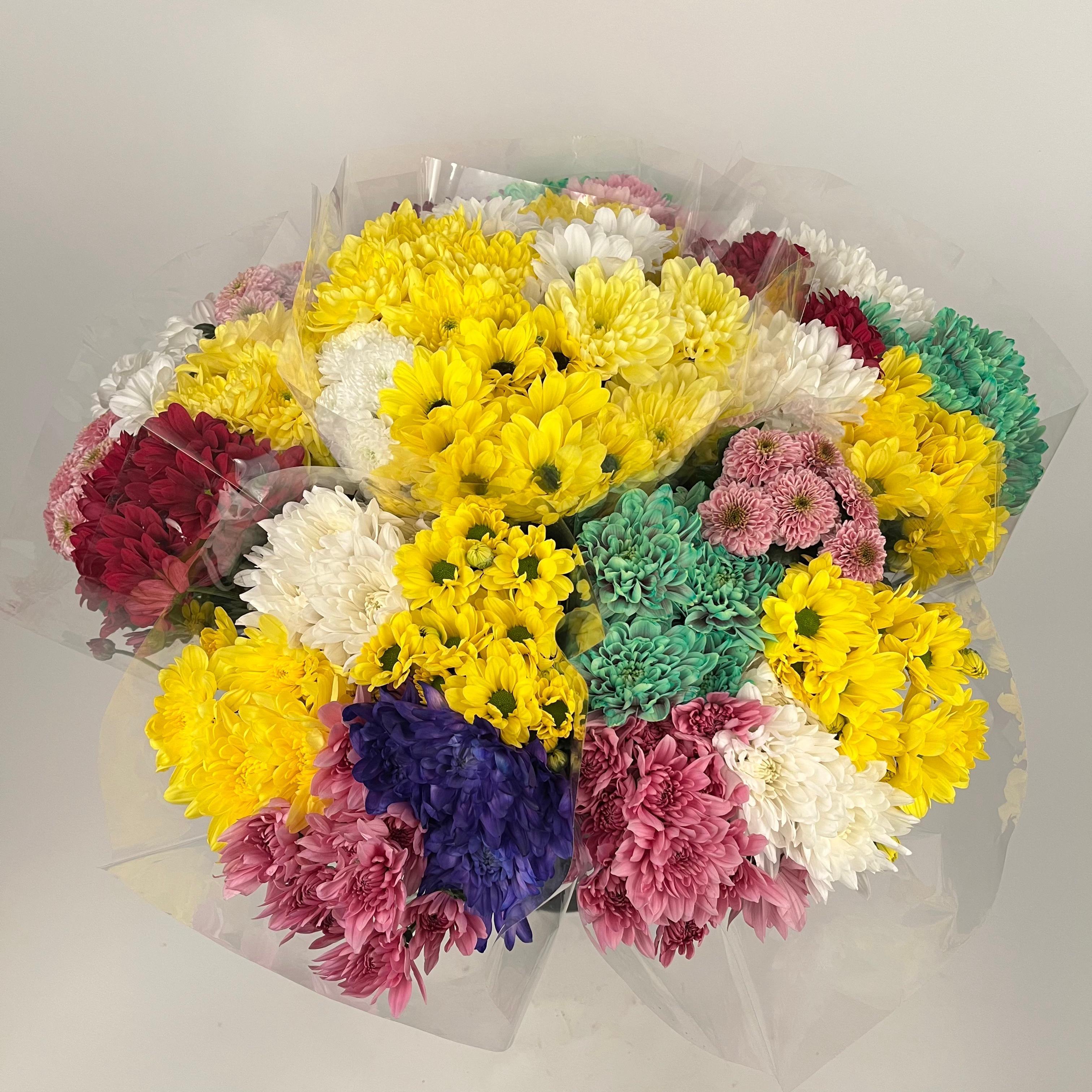 Срезанные цветы оптом Bq Mono Chrysant rainbow 5-er PROMO! от 8шт из Голландии с доставкой по России