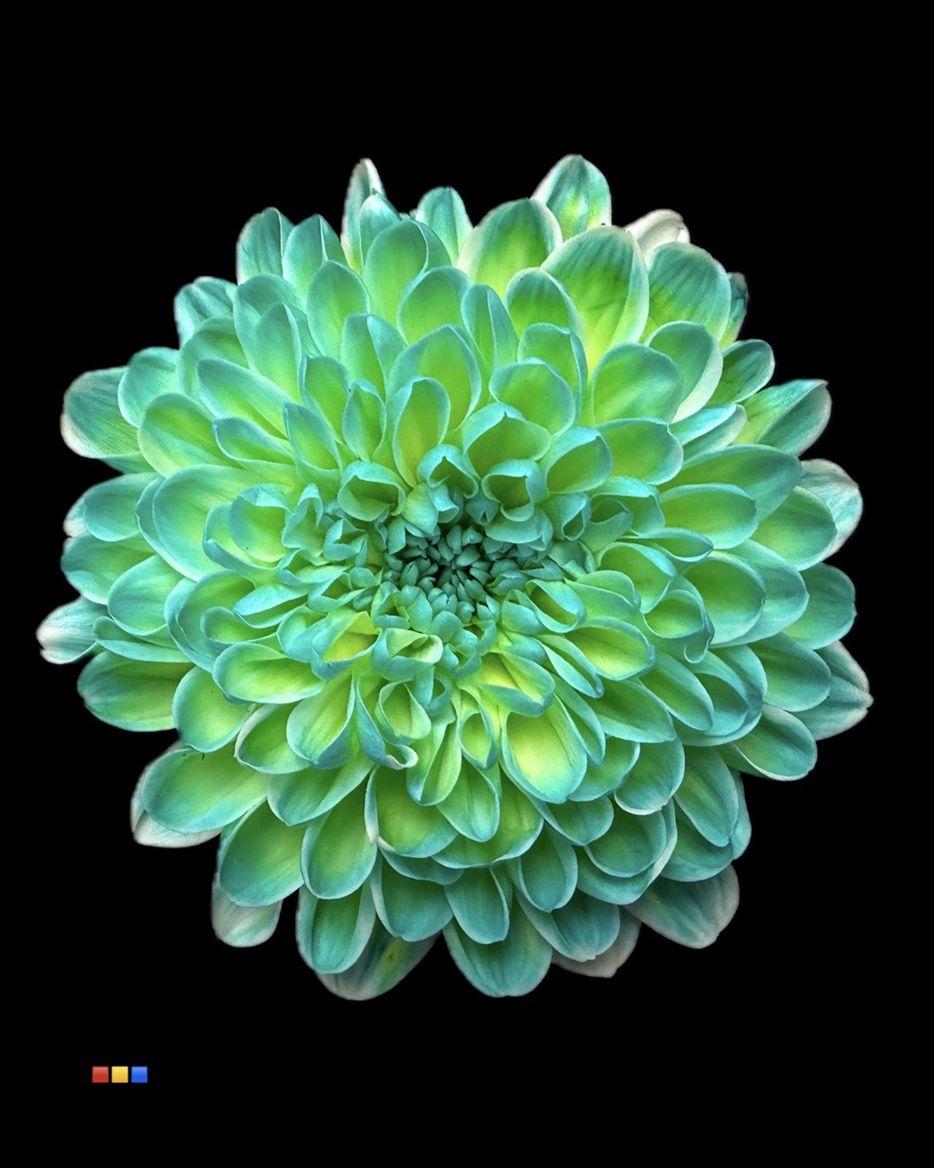 Срезанные цветы оптом Chrys sp paint altaj curacao от 40шт из Голландии с доставкой по России