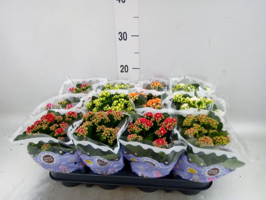 Горшечные цветы и растения оптом Kalanchoe Blos. ..rosebud Mix 5 от 12шт (для телеги) из Голландии с доставкой по России Горшечные цветы и растения оптом Kalanchoe Blos. ..rosebud Mix 5 от 12шт (для телеги) из Голландии с доставкой по России