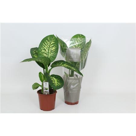 Горшечные цветы и растения оптом Dieffenbachia Tropic Snow от 6шт из Голландии с доставкой по России