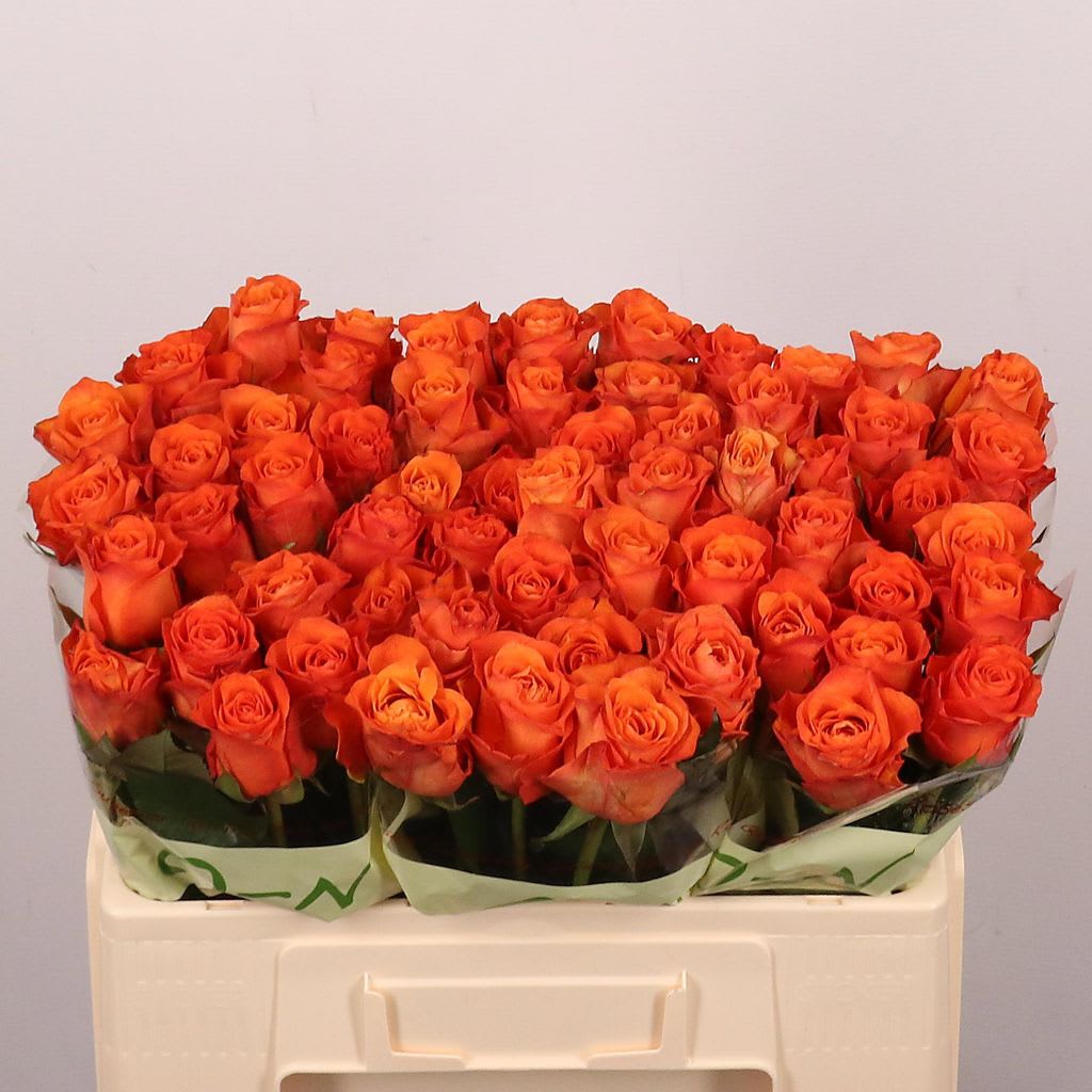Срезанные цветы оптом Rosa large orange wave от 60шт из Голландии с доставкой по России