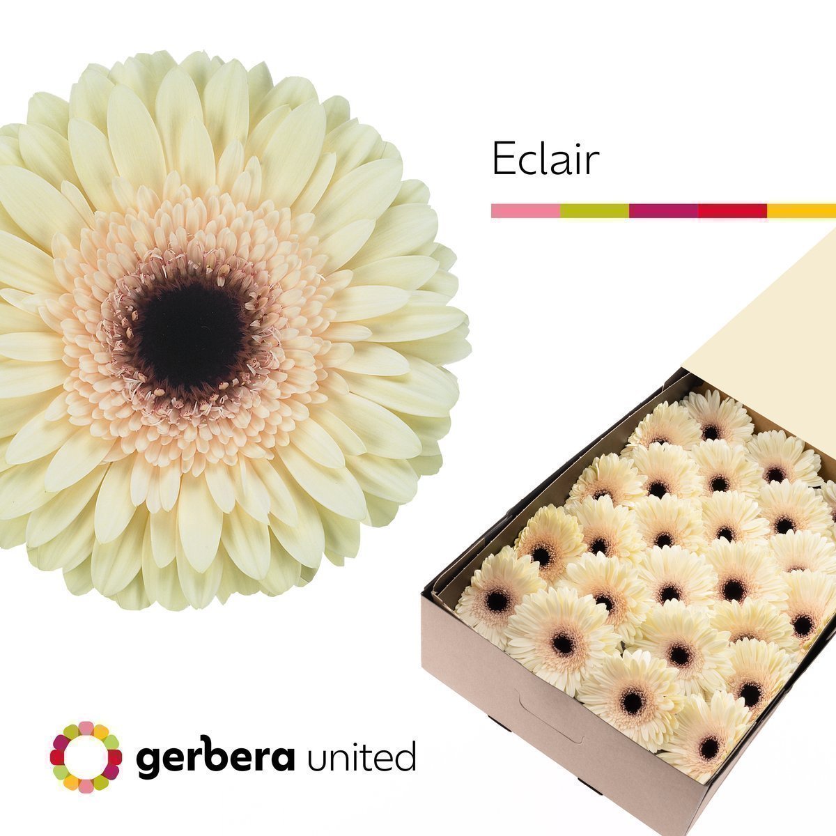 Срезанные цветы оптом Gerbera eclair от 50шт из Голландии с доставкой по России