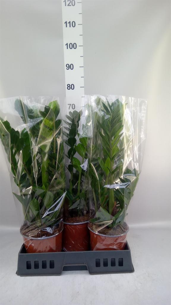 Горшечные цветы и растения оптом Zamioculcas Zamiifolia A от 5шт из Голландии с доставкой по России