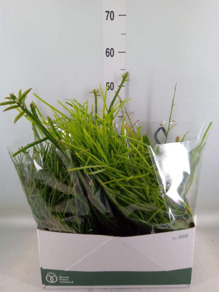 Горшечные цветы и растения оптом Rhipsalis   ...mix от 5шт из Голландии с доставкой по России