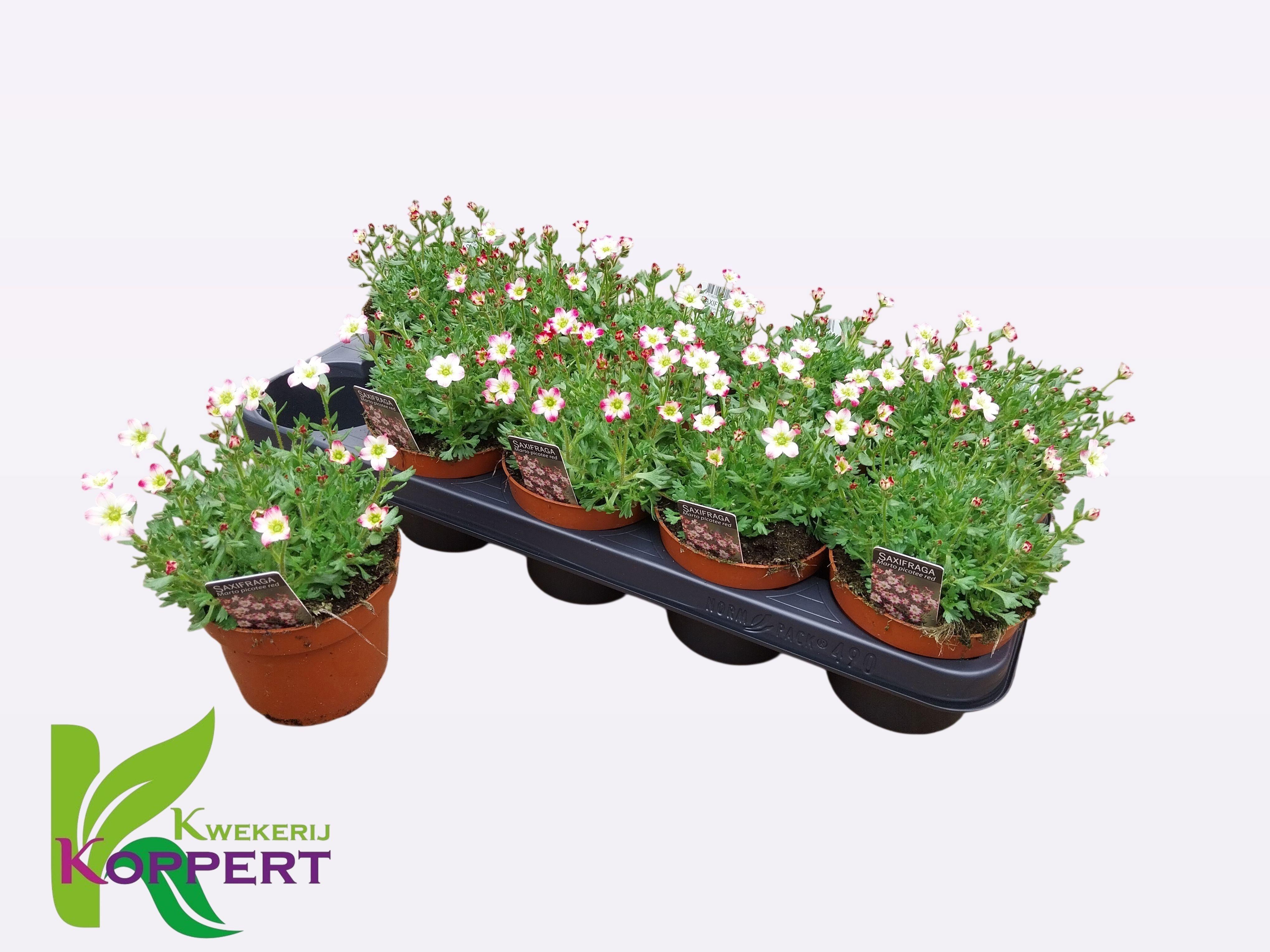 Горшечные цветы и растения оптом Saxif Ar Marto P Red от 10шт из Голландии с доставкой по России