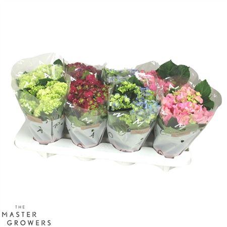 Горшечные цветы и растения оптом Hydrangea Ma Mix 3+ от 8шт из Голландии с доставкой по России Горшечные цветы и растения оптом Hydrangea Ma Mix 3+ от 8шт из Голландии с доставкой по России
