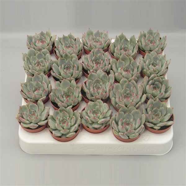 Горшечные цветы и растения оптом Echeveria Secunda от 20шт из Голландии с доставкой по России