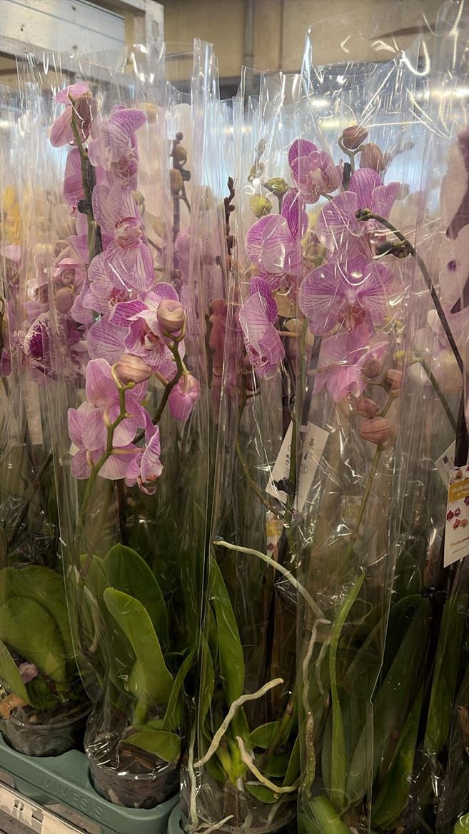 Горшечные цветы и растения оптом Phal 1st Mix 9+ Budget (phalaenova) от 10шт из Голландии с доставкой по России