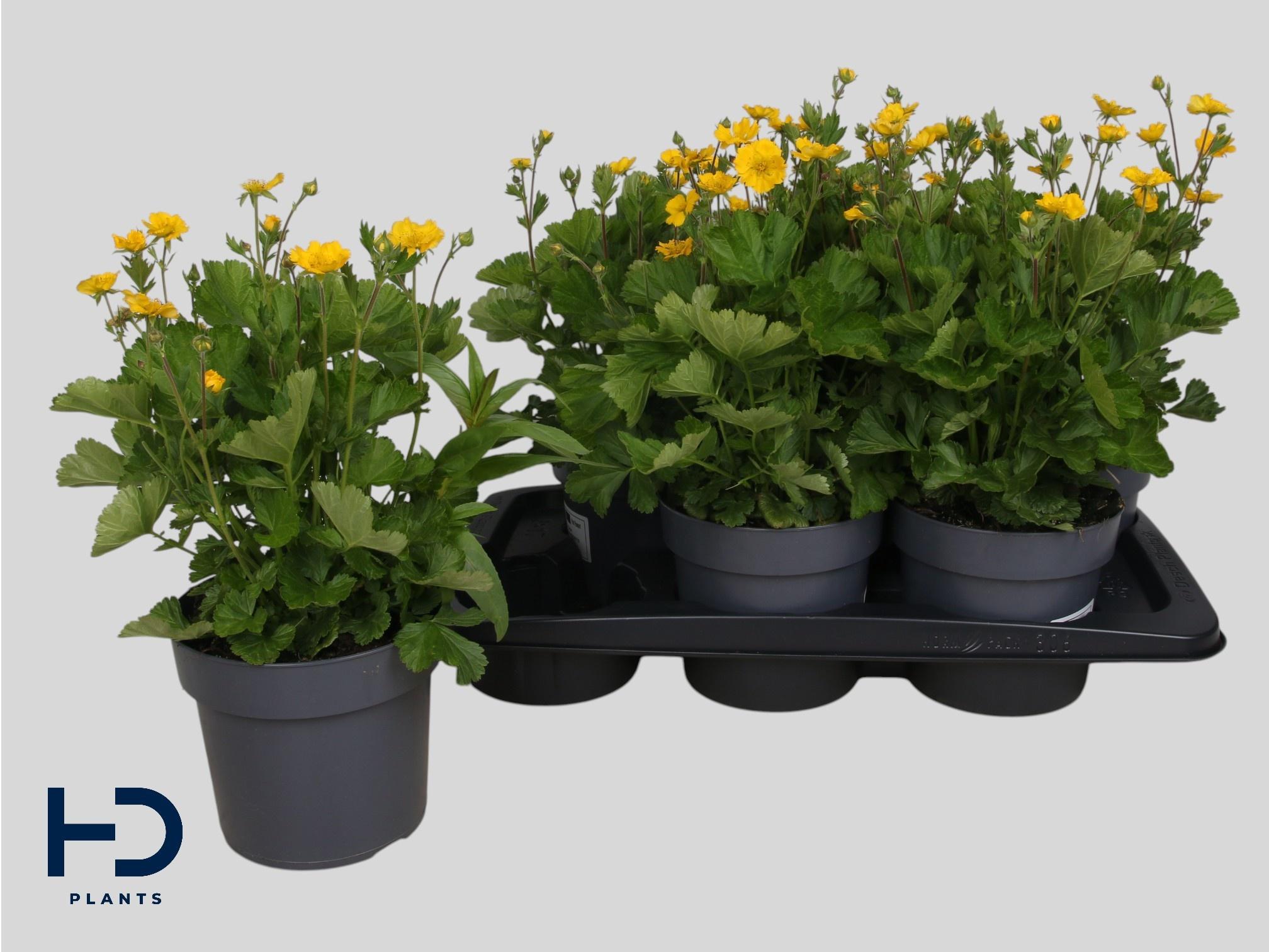 Горшечные цветы и растения оптом Geum Tosai Yellow от 6шт из Голландии с доставкой по России