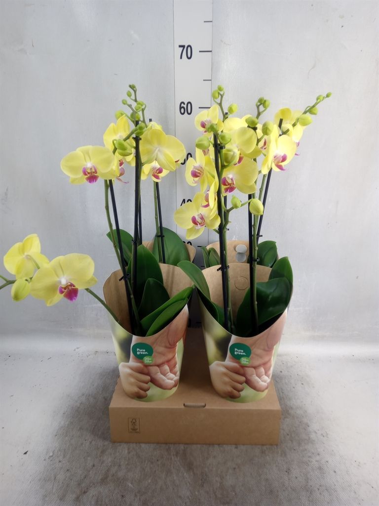 Горшечные цветы и растения оптом Phalaenopsis   ...yellow от 4шт из Голландии с доставкой по России