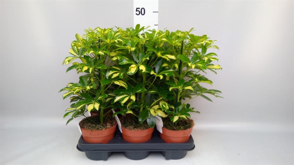 Горшечные цветы и растения оптом Schefflera Gerda Branched от 6шт из Голландии с доставкой по России
