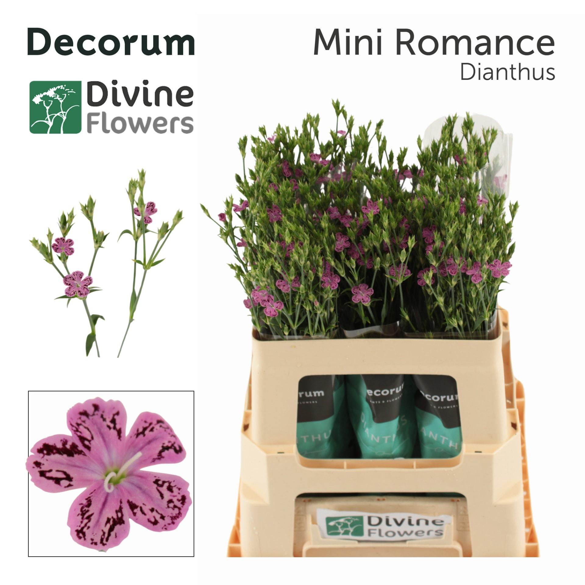 Срезанные цветы оптом Dianthus от 60шт. из Голландии с доставкой по России