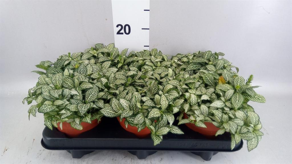 Горшечные цветы и растения оптом Fittonia mosaic White Forest Fla от 6шт из Голландии с доставкой по России