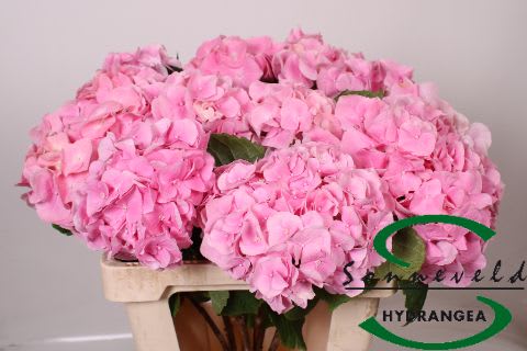 Срезанные цветы оптом Hydrangea marsepein от 10шт из Голландии с доставкой по России