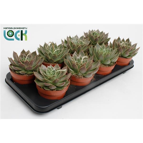 Горшечные цветы и растения оптом Echeveria Agavoides от 6шт из Голландии с доставкой по России