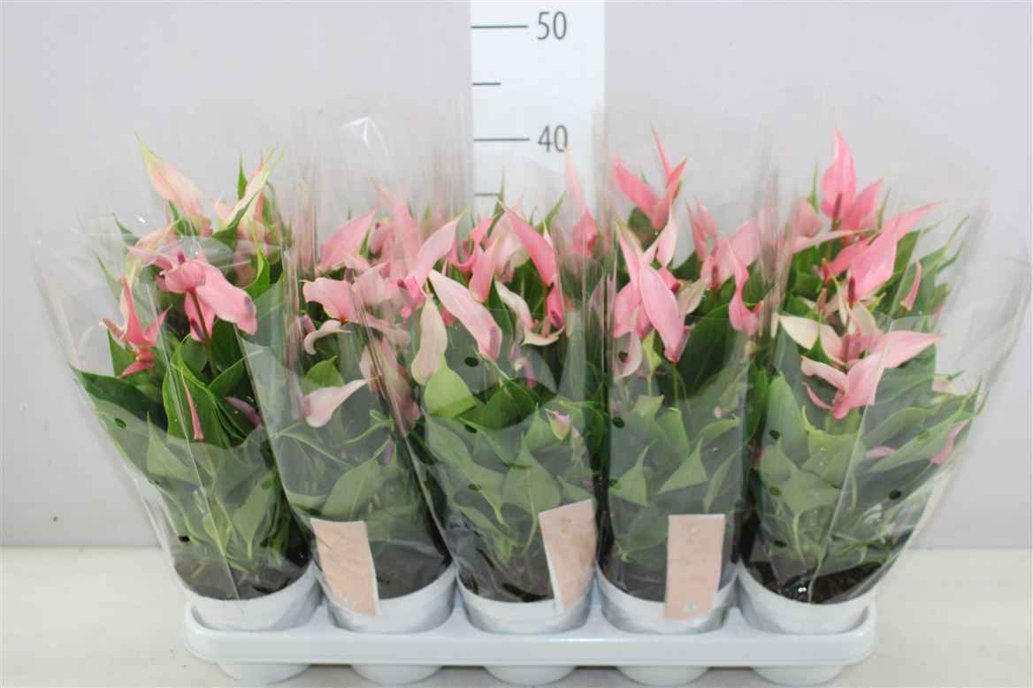 Горшечные цветы и растения оптом Anth An Lilli от 10шт из Голландии с доставкой по России