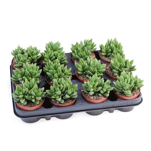 Горшечные цветы и растения оптом Crassula Ben от 12шт (для телеги) из Голландии с доставкой по России