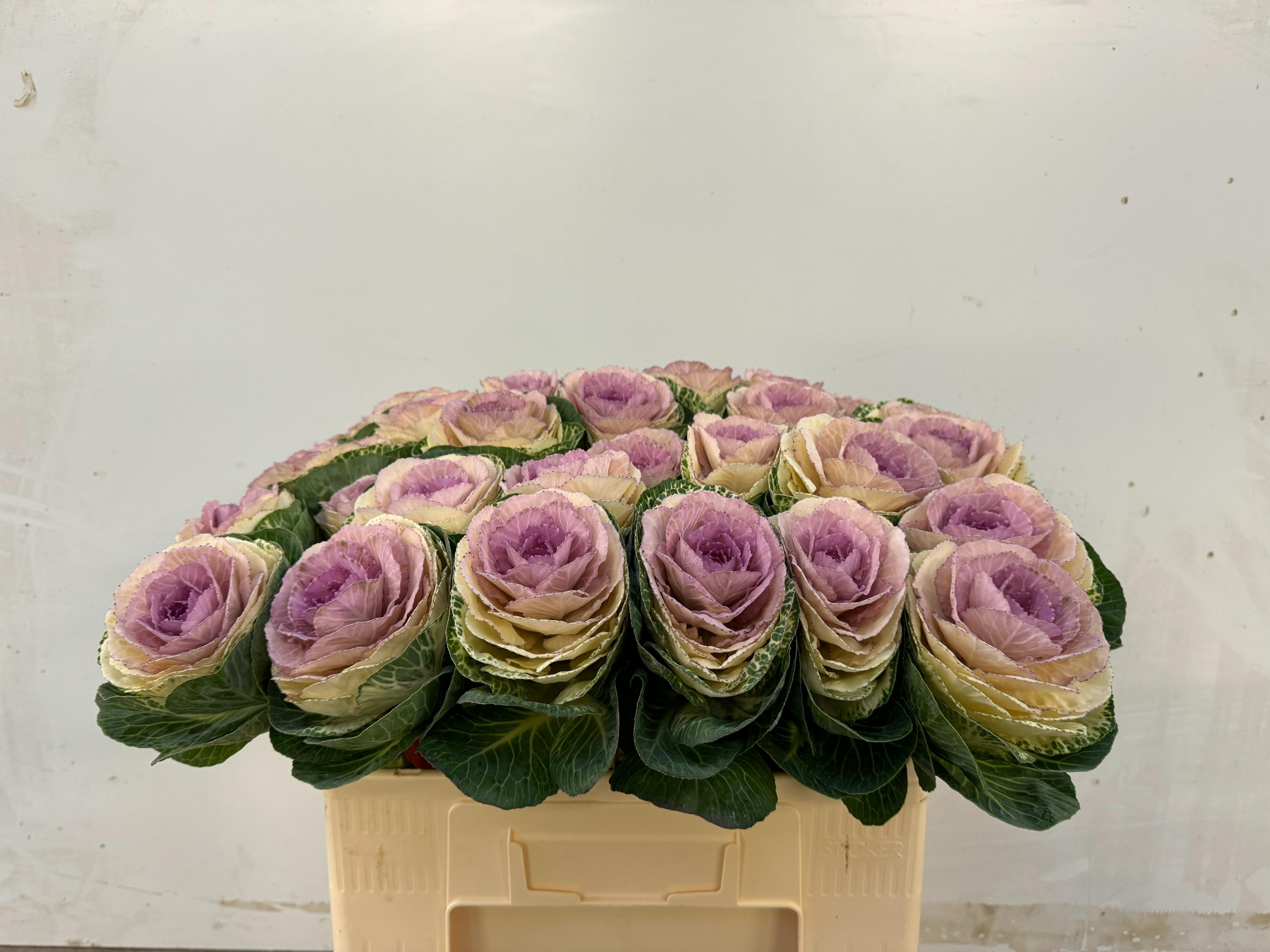 Срезанные цветы оптом Brassica crane bicolour от 30шт из Голландии с доставкой по России