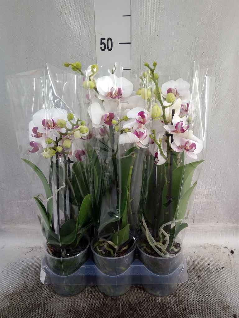 Горшечные цветы и растения оптом Phalaenopsis Multi.   ...white от 6шт из Голландии с доставкой по России