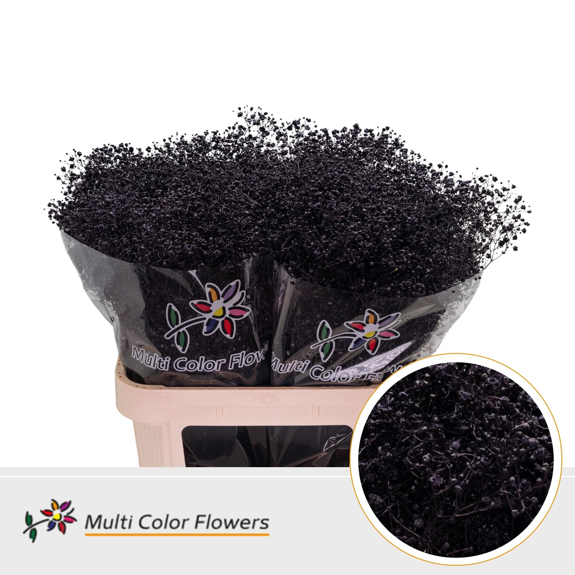 Срезанные цветы оптом Gyps large paint aubergine от 50шт из Голландии с доставкой по России