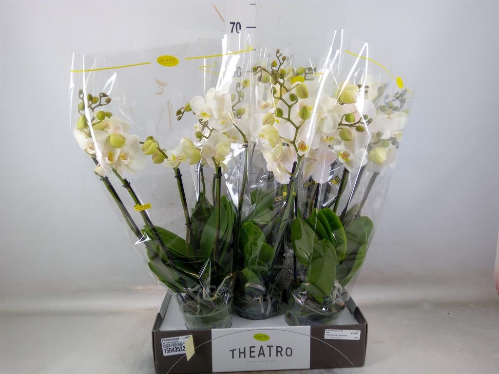 Горшечные цветы и растения оптом Phalaenopsis   ...white от 5шт из Голландии с доставкой по России