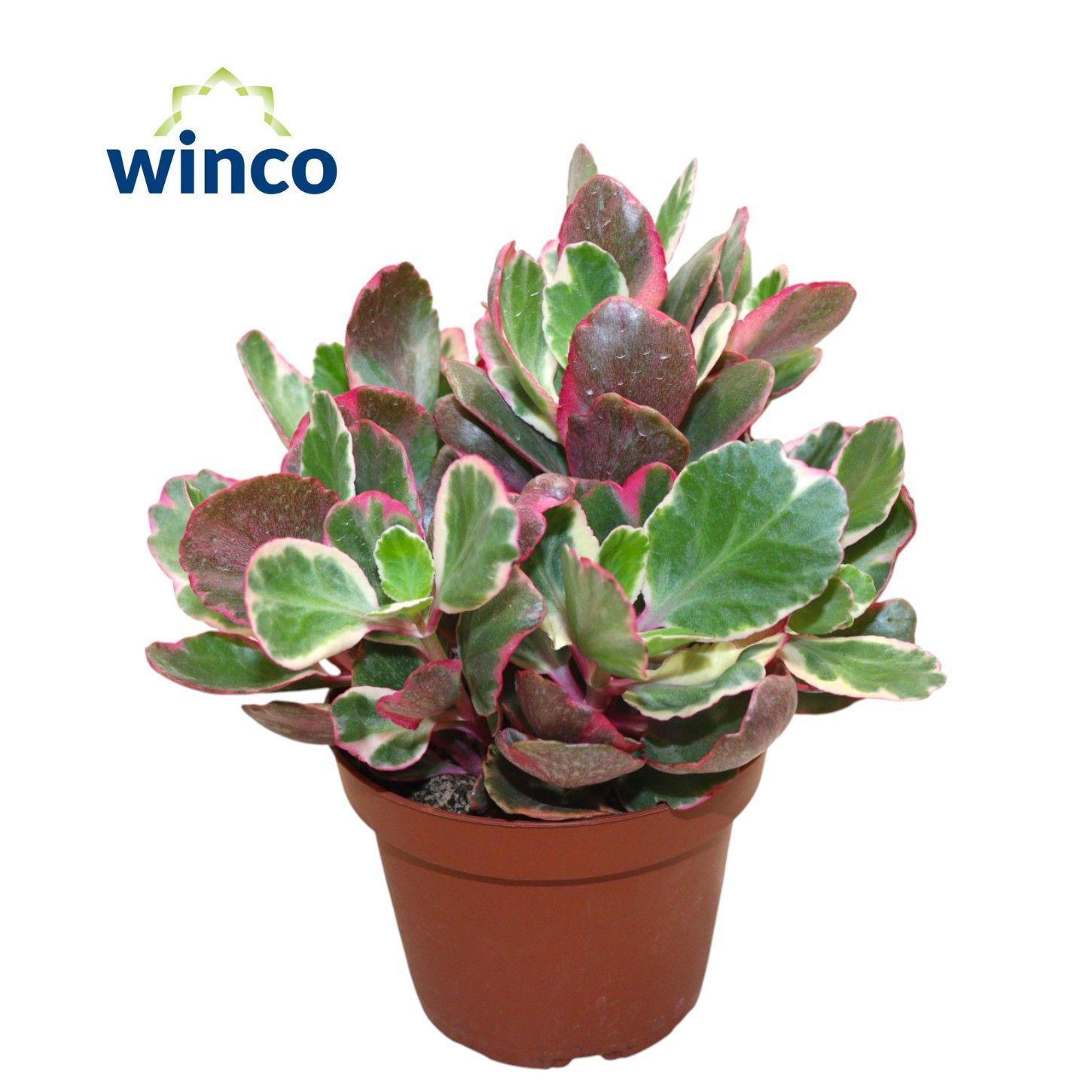 Горшечные цветы и растения оптом Kalanchoe Variegata Multicolor от 6шт из Голландии с доставкой по России
