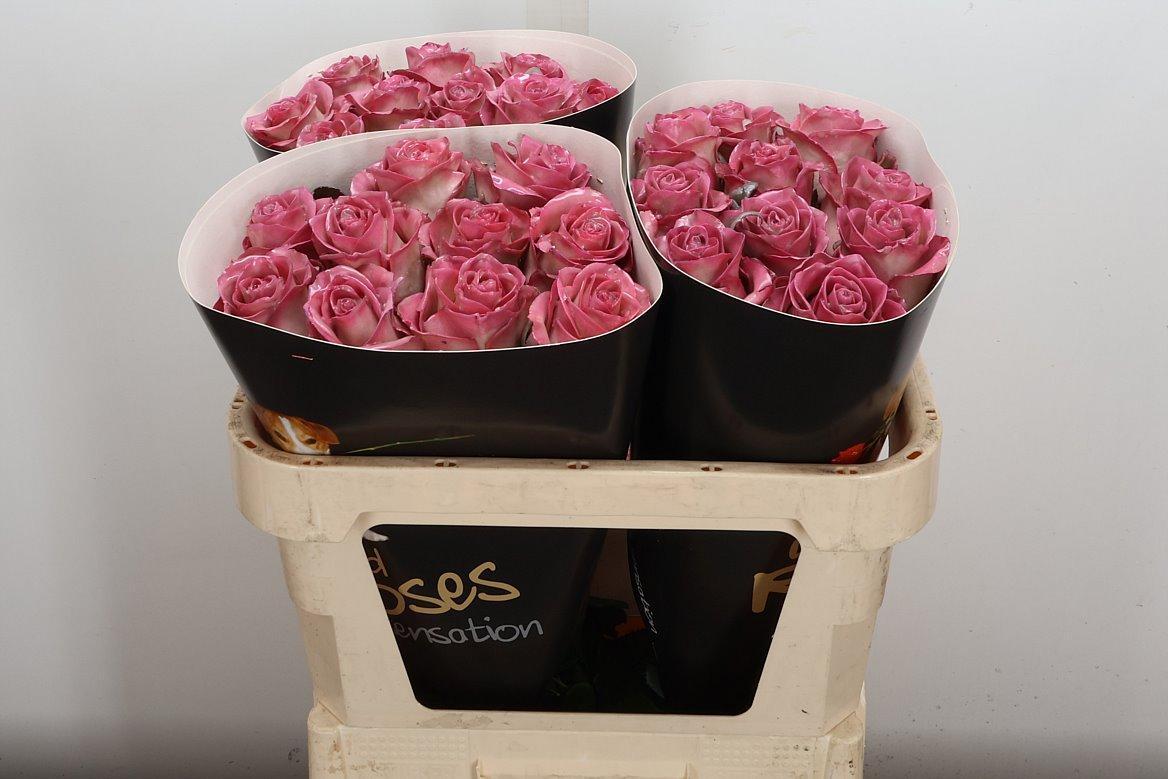 Срезанные цветы оптом Rosa large wax classic pink от 30шт из Голландии с доставкой по России