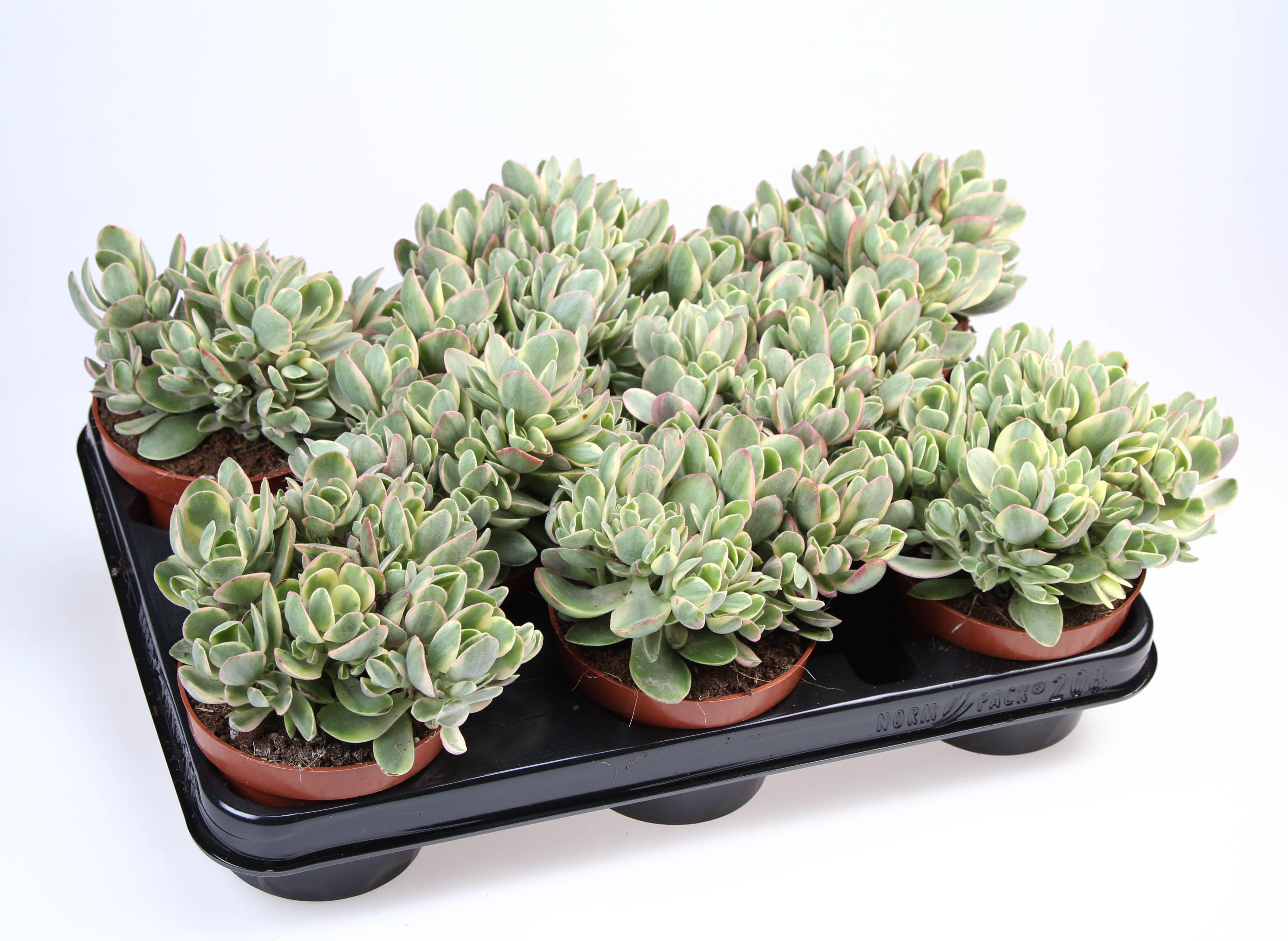 Горшечные цветы и растения оптом Crassula Moneymaker от 8шт из Голландии с доставкой по России