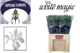 Срезанные цветы оптом Iris white magic от 200шт из Голландии с доставкой по России