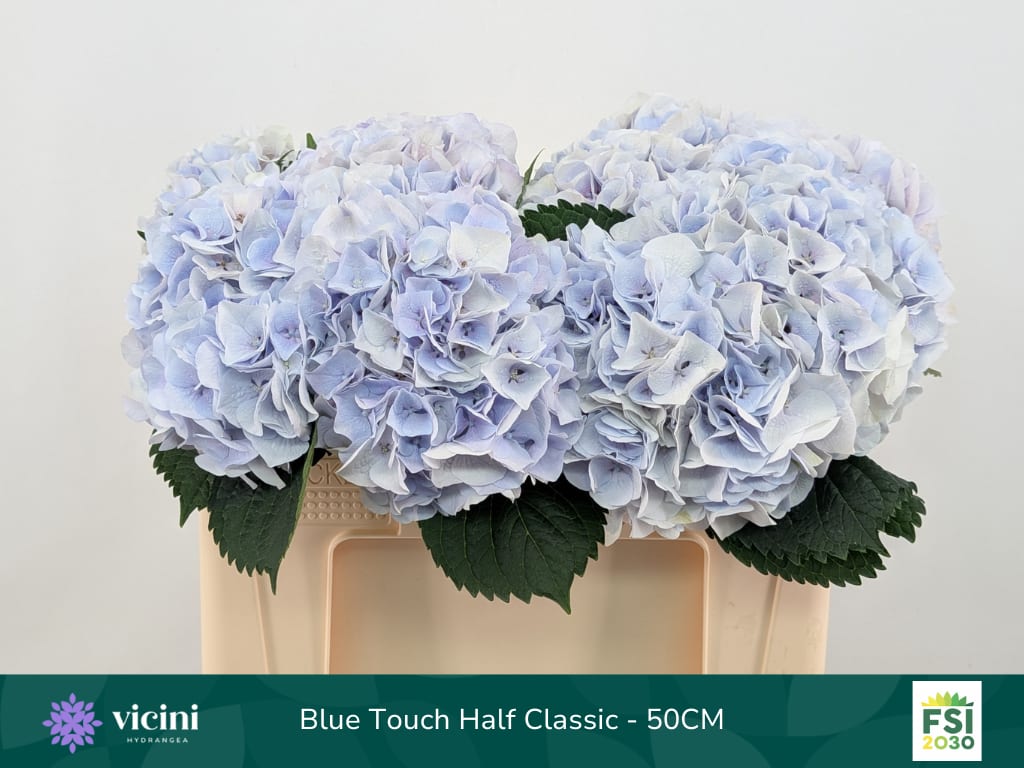 Срезанные цветы оптом Hydrangea my beautiful pink touch classic blue от 10шт из Голландии с доставкой по России