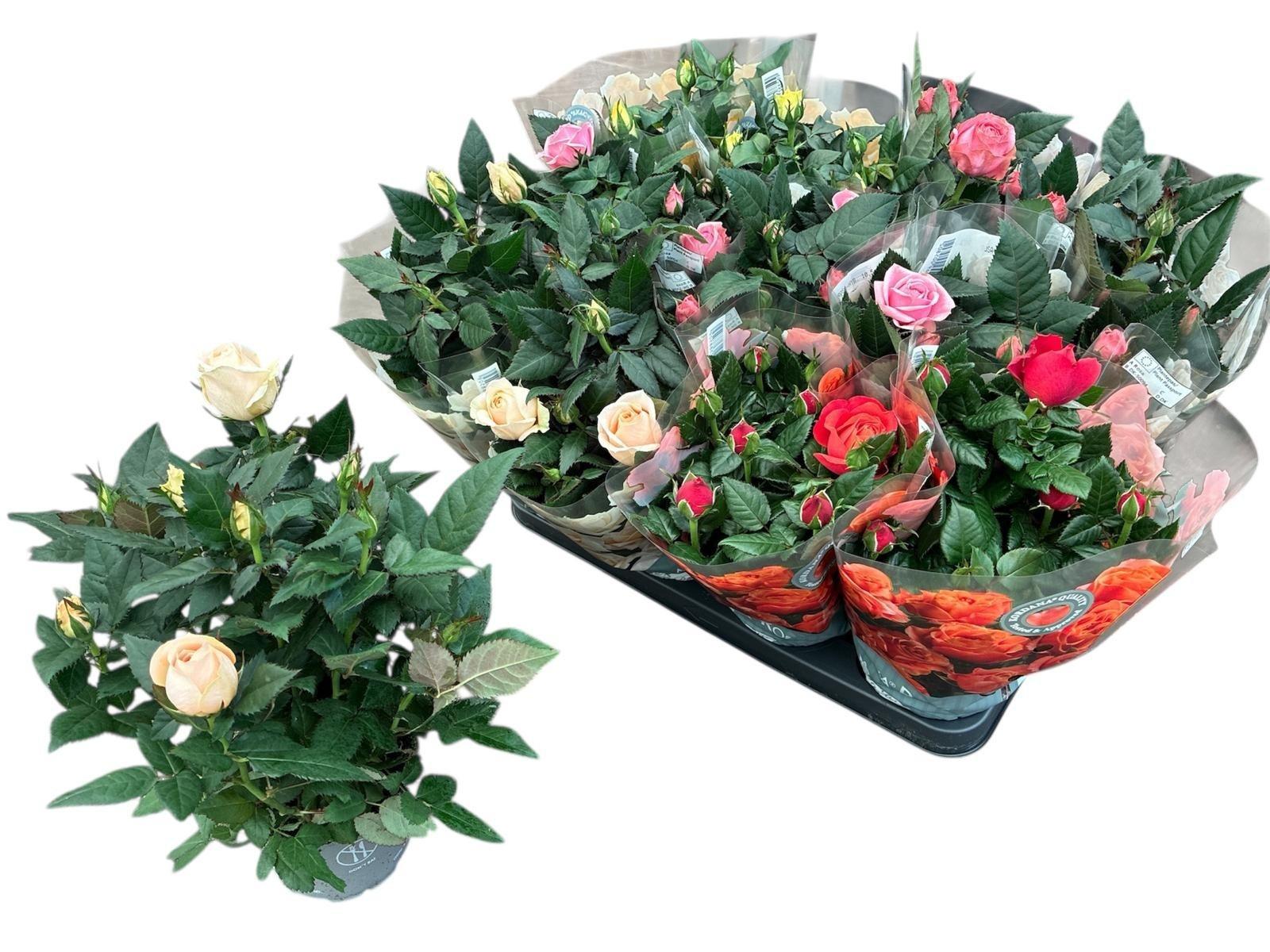 Горшечные цветы и растения оптом Ro Kordan Grande Gem от 11шт из Голландии с доставкой по России