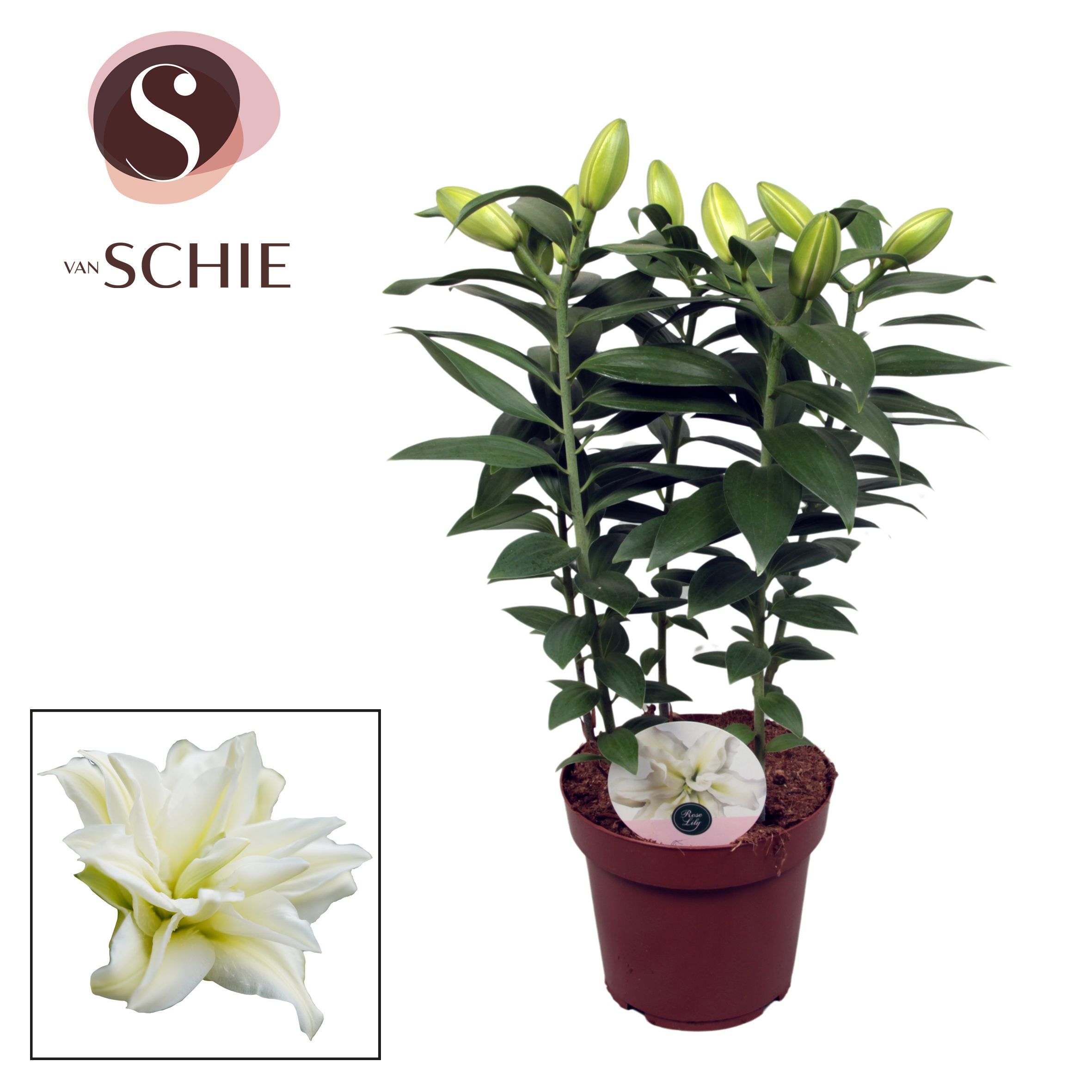 Горшечные цветы и растения оптом Lilium Or Roselily Zeta 5pp от 5шт из Голландии с доставкой по России
