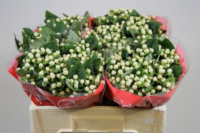 Срезанные цветы оптом Hypericum cool romance от 100шт из Голландии с доставкой по России