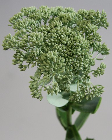 Срезанные цветы оптом Sedum paint mintgreen от 50шт из Голландии с доставкой по России