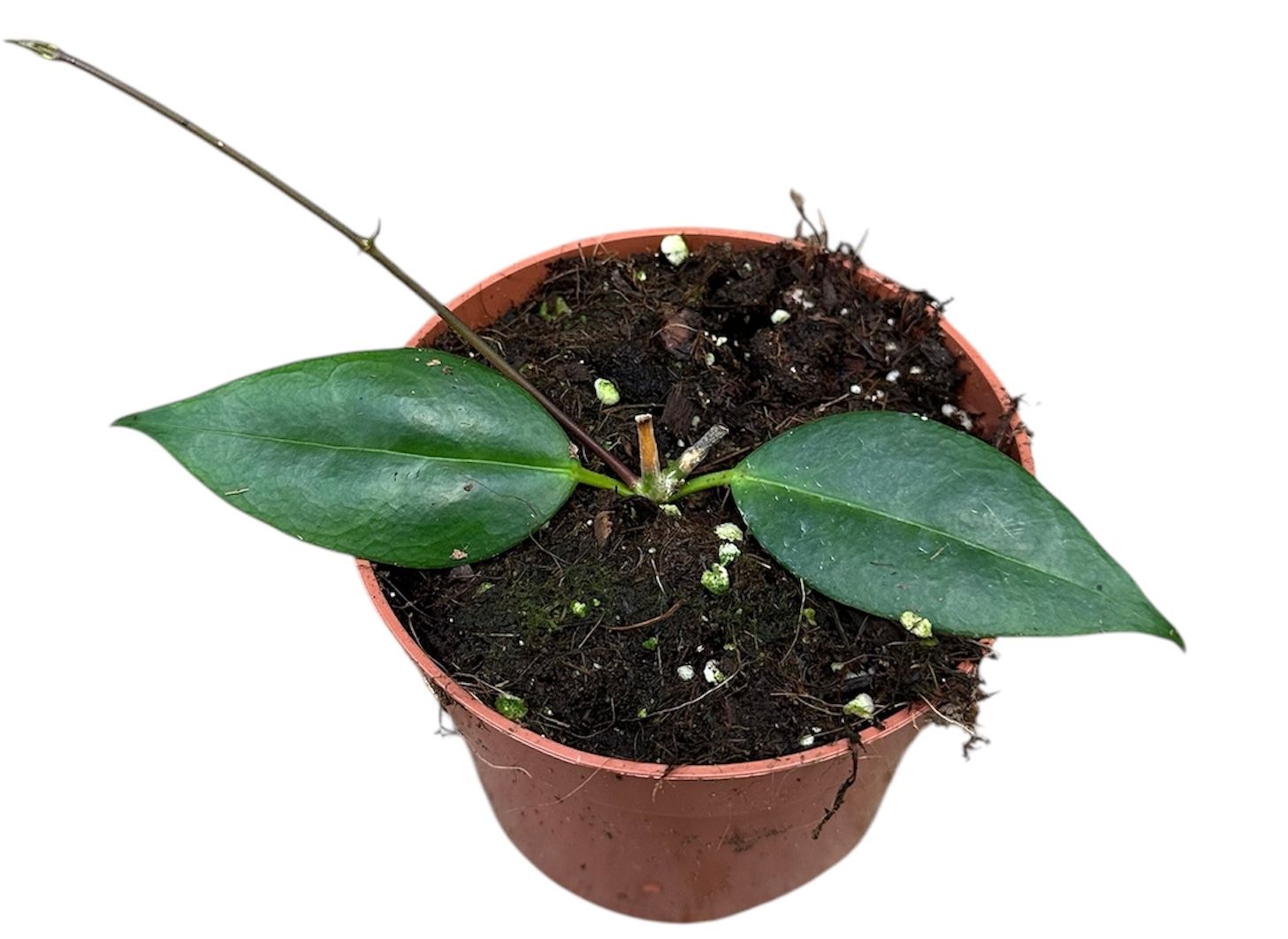 Горшечные цветы и растения оптом Hoya Paziae от 1шт из Голландии с доставкой по России