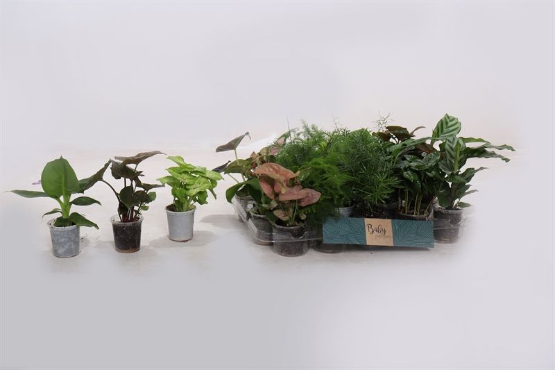 Горшечные цветы и растения оптом Kamerpl Gem Gr 8 Srt от 20шт (для телеги) из Голландии с доставкой по России